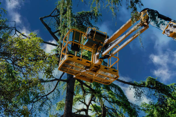 Best Tree Maintenance Programs  in , AR