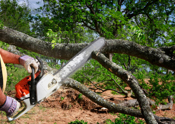 Best Tree Trimming and Pruning  in , AR